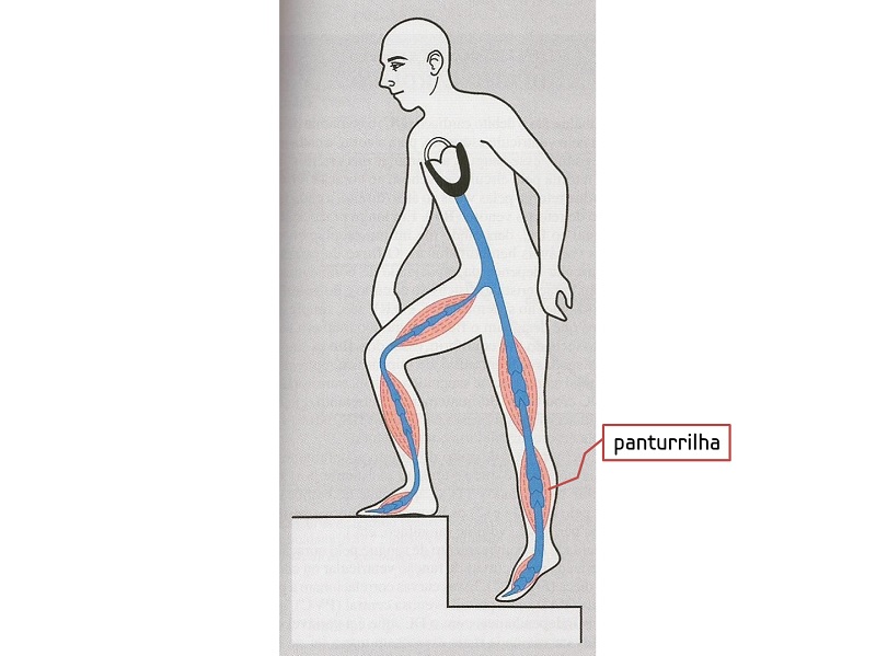 panturrilha